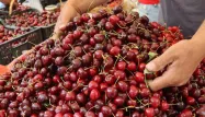 cerises