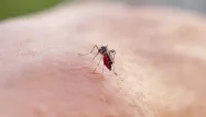 Face aux flambées de la dengue qui pèsent sur les hôpitaux Outre-mer, les autorités de santé recommandent de vacciner à Mayotte, à la Réunion, aux Antilles et en Guyane, les adultes vulnérables et les enfants infectés auparavant.