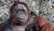 orang-outan crédit : GUILLAUME SOUVANT / AFP - 1280