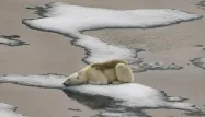 Le pic de la banquise de l'Arctique au plus bas jamais mesuré par les satellites