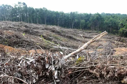 Le monde a perdu 12 millions d'hectares de forêts tropicales en 2018, notamment en Indonésie.